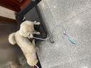 嬉皮狗小狗狗牵引绳背心式遛狗绳子小型犬胸背带狗链子 M码 建议4-10斤 实拍图