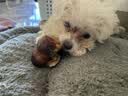 蒙贝 香酥牛棒骨 狗狗零食 狗狗磨牙棒小型犬泰迪训犬耐咬洁齿 60g 实拍图