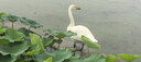 拜灭士呋虫胺杀虫剂喷雾660ml蟑螂跳蚤蚂蚁蝇非隐翅虫下水道去除小飞虫 实拍图