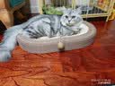 疯狂的主人剑麻猫抓板猫窝猫咪玩具猫爪板耐磨不掉屑耐抓麻绳一体猫咪用品 实拍图