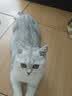 帕洛尼【帕洛尼猫粮】帕罗尼营养长肉高适口性高蛋白鲜肉主粮官方正品 1袋猫粮 多送【10元=营养猫条*5】 实拍图
