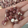 十月稻田 芡实 400g  圆粒红皮鸡头米 鸡头果 五谷杂粮粗粮 炖汤煲粥材料 实拍图