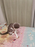 皇家猫粮 幼猫奶糕 幼猫猫粮 BK34 通用粮 1-4月 2KG 实拍图