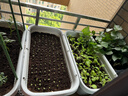 特大阳台种菜盆家用种菜专用盆长方形蔬菜种植盆塑料户外庭院花箱 【米白加大种菜盆】带轮款 【自吸水1套】 实拍图