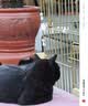 instinct天然百利冻干双拼粮原食生鲜鸡肉全猫幼猫粮10磅/4.5kg 实拍图