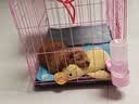 皇家狗粮幼犬奶糕幼犬狗粮宠物小型犬MIS30全价犬粮 ≤2月1KG 实拍图