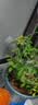 九千谷植物攀爬支架包钢管花盆爬藤花架蔷薇月季葡萄固定架子75cm4641 实拍图