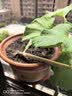 小铲子种花养花园艺工具种植工具套装迷你三件套家用铁铲手动农具 迷你园艺工具-小号三件套-1套 实拍图