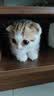 凯锐思猫粮鲜肉幼猫猫粮1-12月奶糕助力免疫鲜肉冻干双拼幼猫粮 【1-4月母乳营养】离乳奶糕粮2斤 实拍图