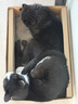 pidan猫抓板 纸盒款 瓦楞纸猫窝耐磨猫玩具 实拍图