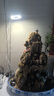 植物补光灯全光谱LED植物生长灯防太阳多肉补光灯种植6W定时调光 白色-太阳光（植物生长）+底座 可调节-高68CM 实拍图