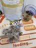 贡小主甘麦大枣汤50包甘草红枣浮小麦大麦茶三伏茶泡水喝的养生茶包500g 实拍图