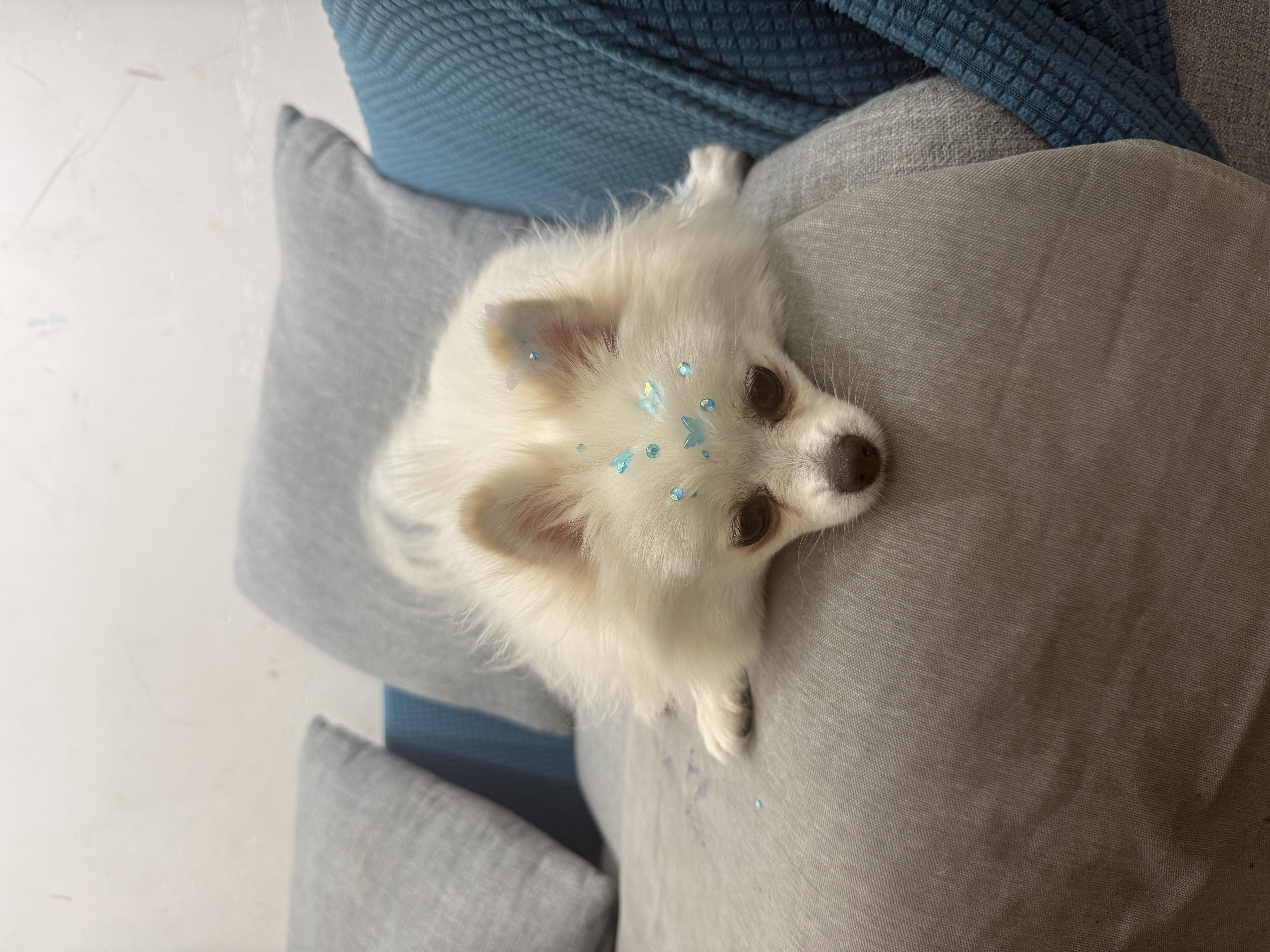 拜达尔狗狗羊奶粉初生奶狗幼犬增强免疫全阶段营养补充狗狗专用 实拍图
