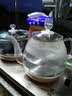 益茶福全自动上水电热水壶底部上水嵌入式茶台功夫茶烧水壶饮水烧水一体机抽水玻璃煮茶壶保温泡茶壶 1L SQ-008金色玻璃套装 实拍图