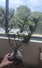 驱蚊虫清香胡椒木盆栽防蚊室内绿植外四季好养净化空气 清香木 （2年苗）15-20cm营养袋+肥料 实拍图