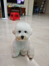 奥丁（ODIN）NEO狗粮幼犬粮中小型犬专用泰迪柯基比熊鸭肉梨小狗奶糕幼犬粮1kg 实拍图