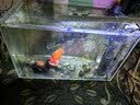 宠翰观赏鱼盐鱼缸清洁盐黄盐海盐净化水质水族专用盐养鱼用品2斤 实拍图