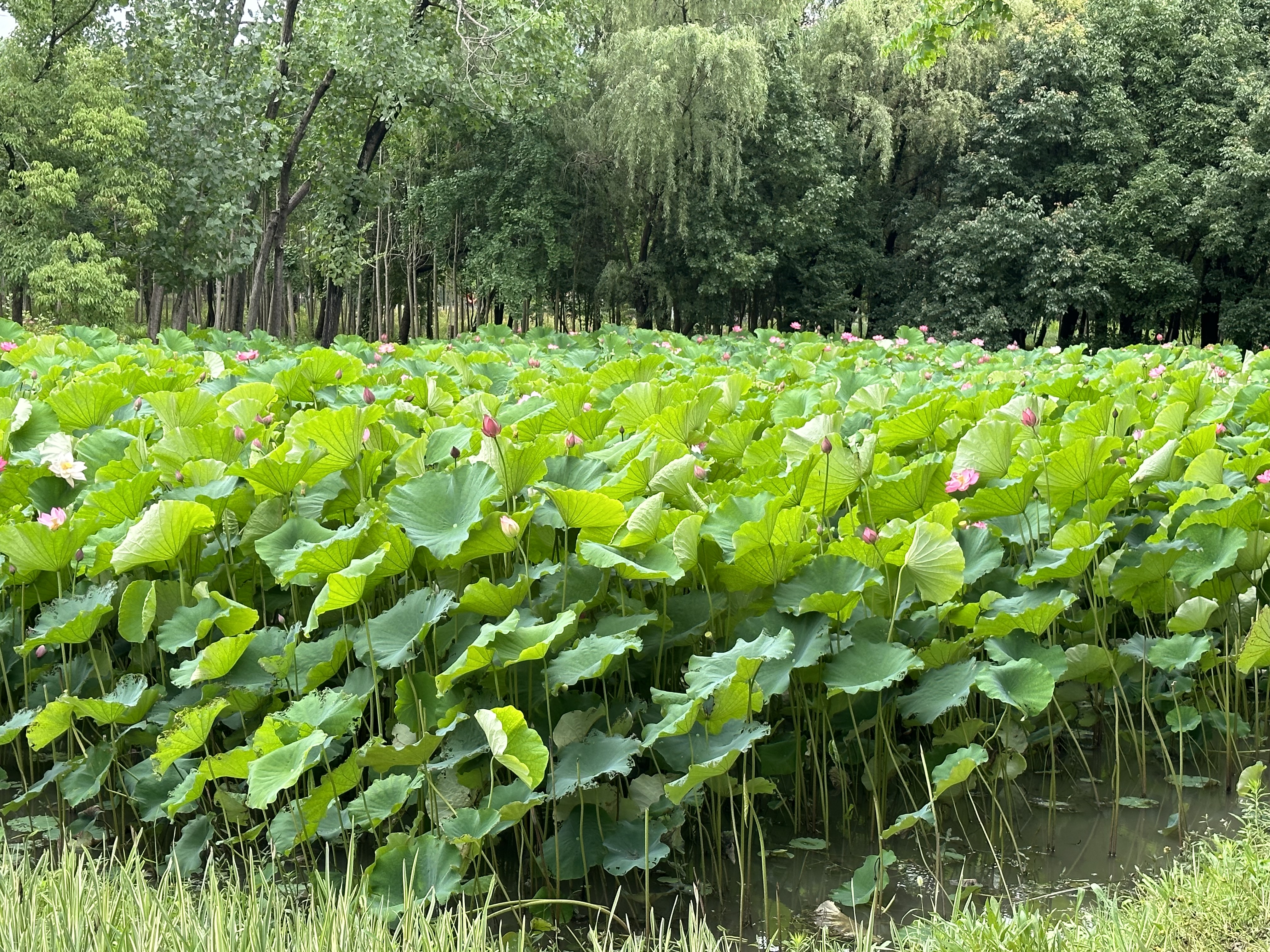 巨奇严选 浓缩除霉剂2.5L墙面墙体霉菌清除剂墙壁木材去除霉菌霉点 实拍图