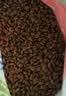 麦富迪狗粮 藻趣儿狗粮幼犬粮牛肉螺旋藻 呵护肠胃2.5kg 实拍图