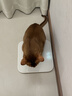 pidan混合豆腐猫砂 除臭结团经典款豆腐膨润土皮蛋猫砂2.4kg*8包 实拍图