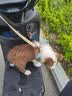 贝初众狗绳狗狗牵引绳中小型犬胸背带遛狗绳子比熊泰迪防挣脱不勒脖项圈 蓝色-XS码【适3-6斤】+1.4米牵引绳 【轻盈舒适透气】 不卡腿/不勒肩 实拍图