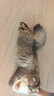 pidan猫砂 天然钠基球型猫砂2.4kg*4包 球型膨润土砂京东自营 实拍图