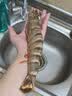 北海湾 高品质活冻黑虎虾 超大虾类大虾生鲜老虎虾冰鲜印度海虾盒装送礼 【巨大虾皇 共3只】 1200g(净重) 实拍图