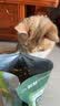路斯冻干三拼猫粮成猫幼猫粮全价营养冻干猫粮10kg 实拍图