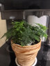 文竹盆栽绿植花卉盆景植物室内客厅水培文松云竹文竹大苗四季常青 小文竹【3棵性价比高】原土球发货 高度15-25cm 实拍图