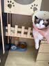 蒂乐森猫笼别墅家用实猫笼室内猫柜猫舍猫屋猫别墅豪华大双层猫咪木别墅 E防水款 长60*宽60*高90 送货上门+自行安装 实拍图