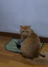 小蓝矿猫砂混合除臭矿砂钠基矿砂矿石颗粒砂快速吸液结团近无尘不易粘底 【店铺热销Top1】小蓝矿 20斤装 实拍图