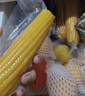 东北农嫂黄糯玉米穗1.32kg约6穗软糯香低脂粗粮出口品质吉林原产 【软糯香】黄糯玉米穗1.32kg 约6穗 实拍图