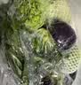槿馐新鲜沙拉蔬菜4斤 混合6种生菜组合 轻食沙拉食材代餐菜包 6种沙拉蔬菜4斤【无酱】 实拍图