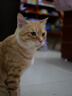 松下（Panasonic）Lumix G100D M43画幅相机 M43卡口 微单相机 无反数码相机 G100D+【12-60+25F1.7】双白盒套装 实拍图