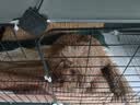 蔻丝狗笼子小型犬带厕所清洁球狗窝一室一厅一卫豪华别墅室内家用自营 实拍图