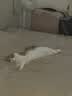 皇家猫粮 室内成猫粮 I27 通用粮 12月以上 10KG 实拍图