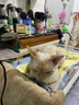 Orijen渴望猫粮 成猫幼猫粮 六种鱼肉美毛无谷全价进口5.4kg效期27/1 实拍图