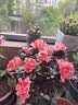 花翁杜鹃花盆栽四季开花带花苞过年花卉室内植物阳台鲜花绿植源头直发 实拍图