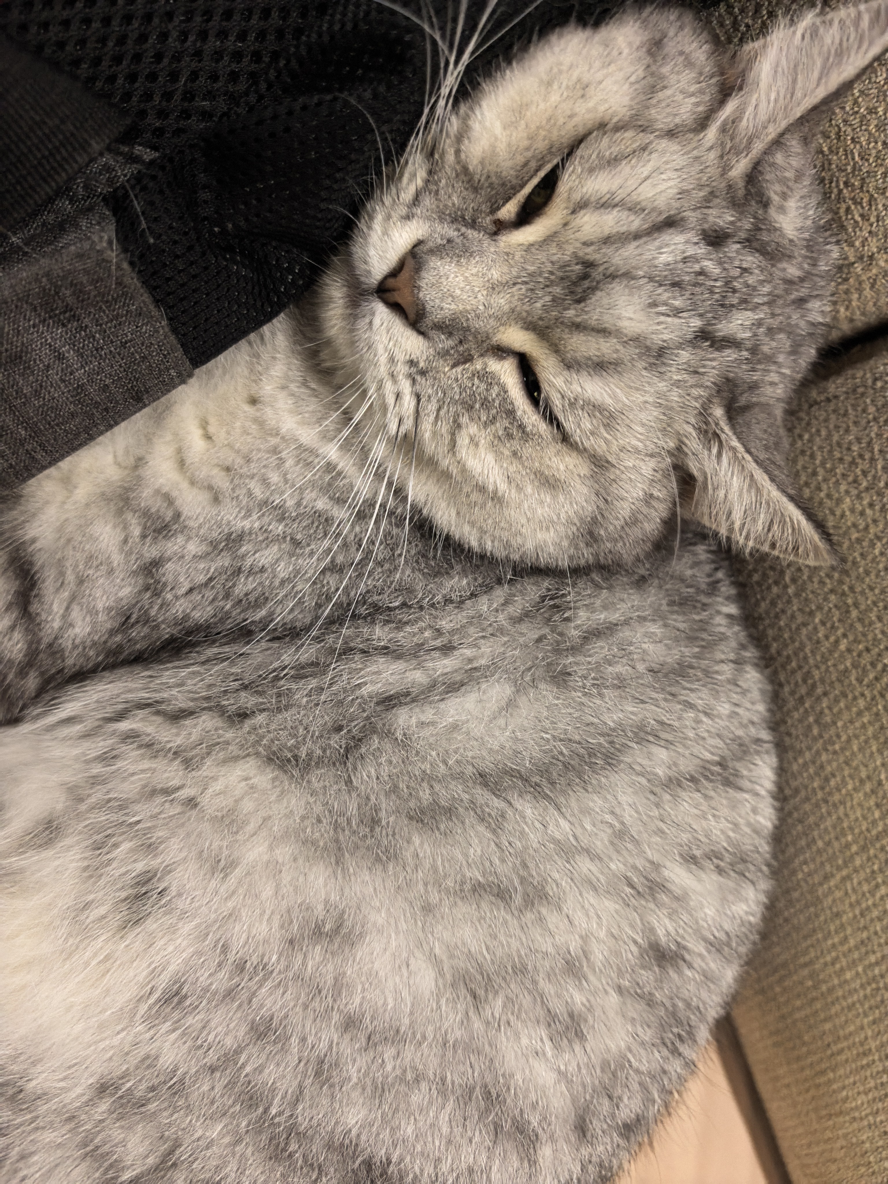 LEGENDSANDY蓝氏 全价猫粮成猫幼猫生骨肉冻干粮猎鸟乳鸽系列兔肉口味1.5kg*3 实拍图