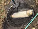 猛攻新型浮钓鲢鳙钓组专用翻板钩爆炸钩钓水怪方块饵鱼钩海杆套装14号 实拍图