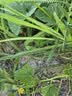 汪爸爸羊奶粉狗犬用幼犬成犬小狗比熊金毛狗狗专用营养补充剂宠物奶粉 羊奶粉1盒（10g*30支） 实拍图