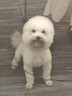 疯狂小狗狗粮 中大型幼犬成犬 鸡肉燕麦呵护肠胃通用粮2kg/4斤 实拍图