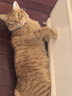 网易严选全价鲜蒸猫饭猫湿粮罐头主食级餐盒成猫幼猫通用鸡肉口味50g*12罐 实拍图