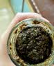 徽天赐紫苏酱新鲜湖南香辣原味拌面拌饭神器开胃下饭菜专用酱料开罐即食 香辣味紫苏酱1瓶*200克 实拍图