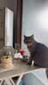 LEGENDSANDY蓝氏猫零食全价主食猫条成猫幼猫鲜肉猫湿粮罐头混合味36支*3盒 实拍图