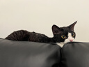 希宝泰国进口猫罐头混合装85g*24罐猫粮猫湿粮整箱礼盒装(多种口味) 实拍图