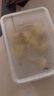美登高小矮人木糖醇冰淇淋 牛乳巧克力口味360g/盒 牛奶雪糕冰激凌冷饮 实拍图