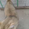 宠磊罐头猫咪零食整箱24幼猫湿粮主食补充营养增肥成幼补水鸡丝 鸡丝高汤补水罐【呵护猫咪肠胃】 48罐 实拍图
