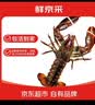鲜京采 鲜活波士顿龙虾 净重400-500g/只 源头直发 保活到家 实拍图