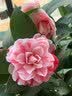 花翁香妃茶花盆栽浓香型山茶花树苗室内庭院花卉好养大棵四季源头直发 实拍图